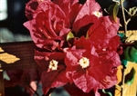 Bougainvillea Don Fernando-Blooms Dark Red with an Orange Tinge