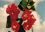 Bougainvillea Lafitte-Blooms Red with Tinge of Orange with Variegated Foliage