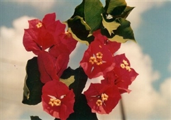 Bougainvillea Lafitte-Blooms Red with Tinge of Orange with Variegated Foliage