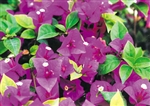 Bougainvillea Queen Violet-Blooms Violet with Green Foliage