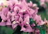 Bougainvillea Easter Parade-Blooms Lilac with Green Foliage