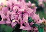 Bougainvillea Easter Parade-Blooms Lilac with Green Foliage