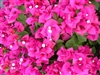 BOUGAINVILLEA HELEN JOHNSON -Blooms Magenta Pink with Green Foliage-Tropical 9+