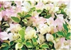 DOUBLE DELIGHT BOUGAINVILLEA-BLOOMS/BRACTS PINKY-WHITEWITH VARIEGATED LEAVES -Tropical Z 9+