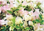 DOUBLE DELIGHT BOUGAINVILLEA-BLOOMS/BRACTS PINKY-WHITEWITH VARIEGATED LEAVES -Tropical Z 9+