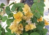 Bougainvillea Aussie Gold-Dbl Blooms Gold-Yellow with Green Foliage-Tropical 9+