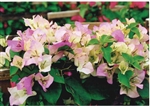 BOUGAINVILLEA FLAMINGO BOUGAINVILLEA-Bicolor White with Pink tips with green leaves-TROPICAL Z 9+