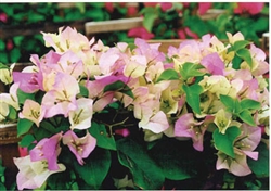 BOUGAINVILLEA FLAMINGO BOUGAINVILLEA-Bicolor White with Pink tips with green leaves-TROPICAL Z 9+