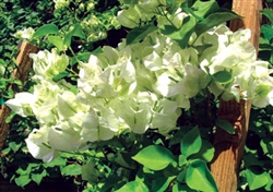 BOUGAINVILLEA SHUBRA-Blooms White with Green Foliage-Tropical 9+ Spreading.