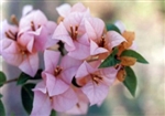 BOUGAINVILLEA HUGH EVANS-Blooms CORAL with Green Foliage-Tropical Zone: 9+ Spreading.