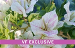 BOUGAINVILLEA SUNSTONE WHITE-Blooms White with Variegated Foliage-Tropical 9+