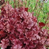 HEUCHERA BERRY MARMALADE DEEP PURPLE BLACK LEAVES-SILVERY VEIL  Z 4-9