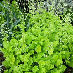 HEUCHERA LIME RICKEY LIME GREEN TO CHARTREUSE RUFFLED FOLIAGE WHITE FLOWERS  Z 4-9