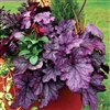 HEUCHERA SPELLBOUND RUFFLED FOLIAGE OF SILVER WITH TINTS OF ROSE PURPLE  Z 4-9