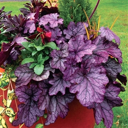 HEUCHERA SPELLBOUND RUFFLED FOLIAGE OF SILVER WITH TINTS OF ROSE PURPLE  Z 4-9