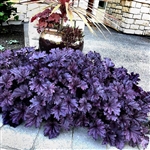 HEUCHERA PURPLE FOREVER ULTRA-PURPLE GLOSSY FOLIAGE WITH FLUTED EDGES Z 4-9