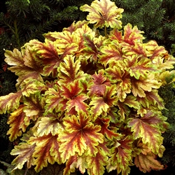 HEUCHERELLA  GOLD ZEBRA BRIGHT YELLOW, FEATHERY LEAVES MARKED WITH DARK RED VEINS Z 4-9