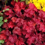 HEUCHERA FIRE CHIEF MID-SIZED LEAVES WINE RED WITH PINK AND WHITE FLOWERS ON DARK RED STEMS Z 4-9