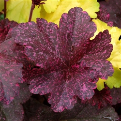 HEUCHERA MIDNIGHT ROSE SHINY, PINK-SPOTTED BLACK LEAVES ROUNDED HABIT Z 4-9