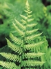 Fern Toothed Wood Fern-Dryopteris spinulosa  Zone 4-9
