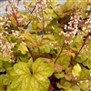 HEUCHERA CHAMPAGNE MEDIUM LEAVES PEACH TO GOLD COLOR MAROON STEMS WITH LT PEACH FLOWERS Z 4-9