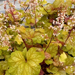 HEUCHERA CHAMPAGNE MEDIUM LEAVES PEACH TO GOLD COLOR MAROON STEMS WITH LT PEACH FLOWERS Z 4-9