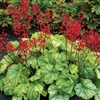 HEUCHERA TOKYO LARGE TIGHT MOUND OF LIME GREEN FOLIAGE WITH RED BLOOMS IN JULY Z 4-9