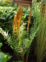 Fern Cinnamon Fern-Osmunda cinnamomea Zone 3-9