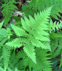 Fern New York Fern-Thelypteris noveboracensis  Z 4-8