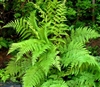 FERN SOUTHERN LADY FERN-Athyrium asplenioides Zone 3-8