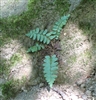 EBONY SPLEENWORT-Asplenium platyneuron  Zone 3-8