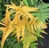 NEW UNIQUE * FERN COMBO 1** 10 FERNS-HEUCHERA ASSORTED OR YOUR CHOICE