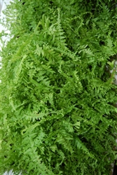 NEW UNIQUE VICTORIA LADY FERN-Athyrium filix-femina 'Victoriae'