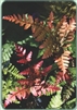 TEMPORARILY OUT OF STOCK......TRY US AGAIN IN THE SPRING.....NEW UNIQUE Koidzuma's Wood Fern-Dryopteris koidzumiana