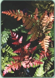 TEMPORARILY OUT OF STOCK......TRY US AGAIN IN THE SPRING.....NEW UNIQUE Koidzuma's Wood Fern-Dryopteris koidzumiana