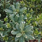 VARIEGATED PITTOSPORUM- Pittosporum tobira 'Variegata' Zone 8