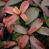 VIBURNUM-HANDSOME-DEVIL Burgundy Foliage Red to Black Fruit Zone 7