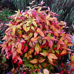 Firepower Nandina--Nandina domestica 'Firepower' Zone 6