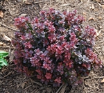 OUT OF STOCK SINCE COVID---Crimson Pygmy Dwarf Japanese Barberry-Berberis thunbergii â€œCrimson Pygmyâ€ Deciduous Shrub Zone 4