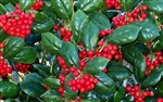 Dwarf Burford Holly-Ilex cornuta 'Dwarf Burford' Shrub Zone: 7