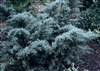 Angelica Blue Juniper-Juniperus chinensis 'Angelica Blue' Evergreen Shrub Zone: 4