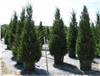 HETZII CULUMNARIS JUNIPER-Juniperus chinensis 'Hetzii Columnaris' Evergreen Shrub Zone: 4
