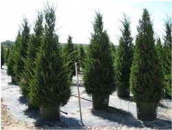 HETZII CULUMNARIS JUNIPER-Juniperus chinensis 'Hetzii Columnaris' Evergreen Shrub Zone: 4