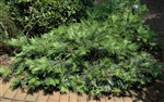 Spreading Japanese Plum Yew-Cephalotaxus harringtonia 'Prostrata' Ground Cover Shrub Zone:  6