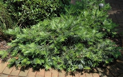 Spreading Japanese Plum Yew-Cephalotaxus harringtonia 'Prostrata' Ground Cover Shrub Zone:  6