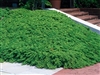 GREEN MOUND JUNIPER-procumbens nana shrub Zone 4