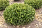 WINTER GEM BOXWOOD-Buxus microphylla 'Winter Gem' Evergreen Shrub Zone:  5