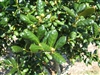 BUFORD HOLLY- Ilex cornuta â€˜Burfordiiâ€™ Evergreen Shrub  Zone:  7