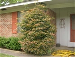 CLEYERA JAPONICA-Copper to Red New Growth Zone 6b