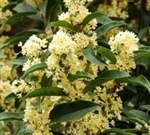 FUDINGZHU TEA OLIVE-Osmanthus fragrans â€˜fudingzhu Evergreen Shrub Zone:  7
